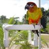 Parrot Bird Shower Perch with Portable Suction Cup Bird Cockatoo Bath Perch Toy Standing Platform Bath Stand