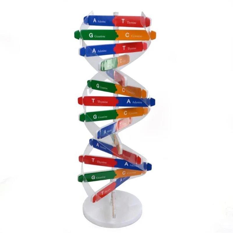 Hot Sale DNA Double Helix Science Popularization Teaching Models Tools Early Education Toy Human Genes  For Kids Test Kit