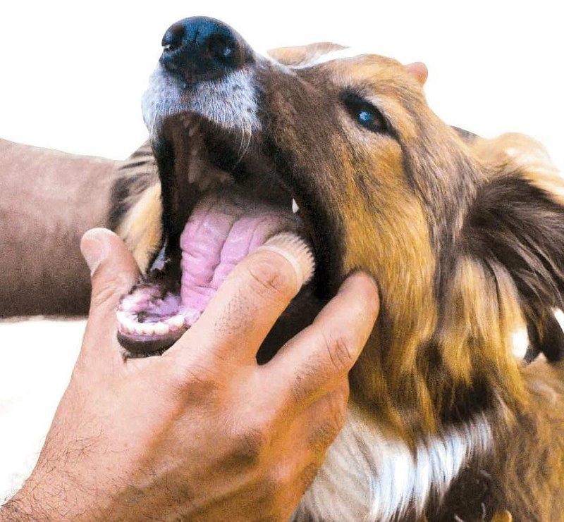 Silicone Tooth Brush For Animals Dogs Cats Toothbrush