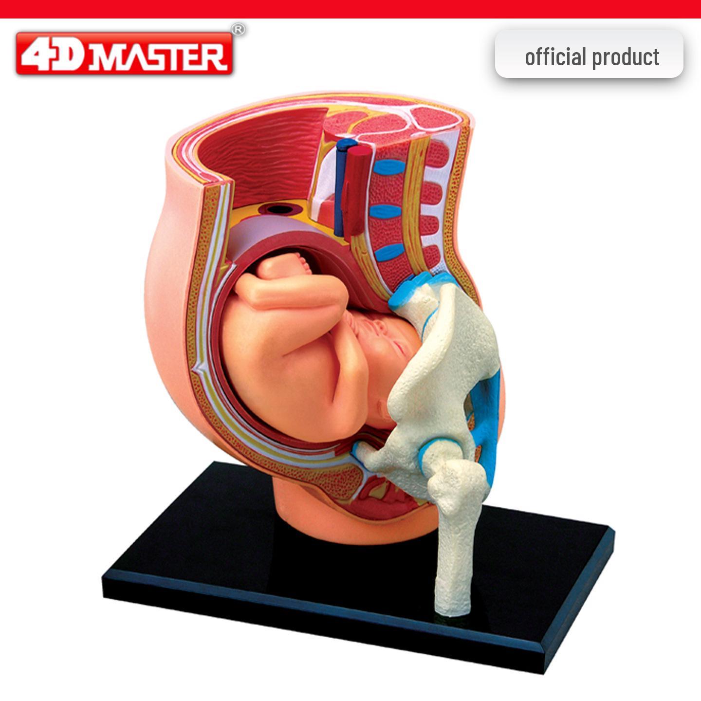 4D Pregnancy Pelvis Anatomy Model - Detachable Medical Teaching Aid