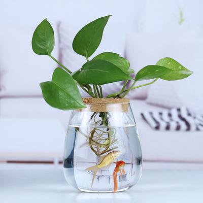 Estação de Propagação de Plantas Vaso de Vidro com Tampa de Bandeja de Madeira Vaso de Propagação de Plantas de Mesa para Plantas Hidropônicas Plantas Aéreas Estacas de Flores