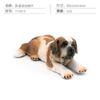 8 Simulated Dog Models Golden Retriever Bona Mountain Dog St. Bernard Short Legged Corgi Static Ornament Toys