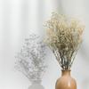 Gipsówka Stabilizowana - (Gypsophila) - Naturalna Biała