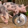Comedero for Piglets, Pig Feeder, Stainless Steel Cattle, Pets, Small Animals, Fodder Slot, Close