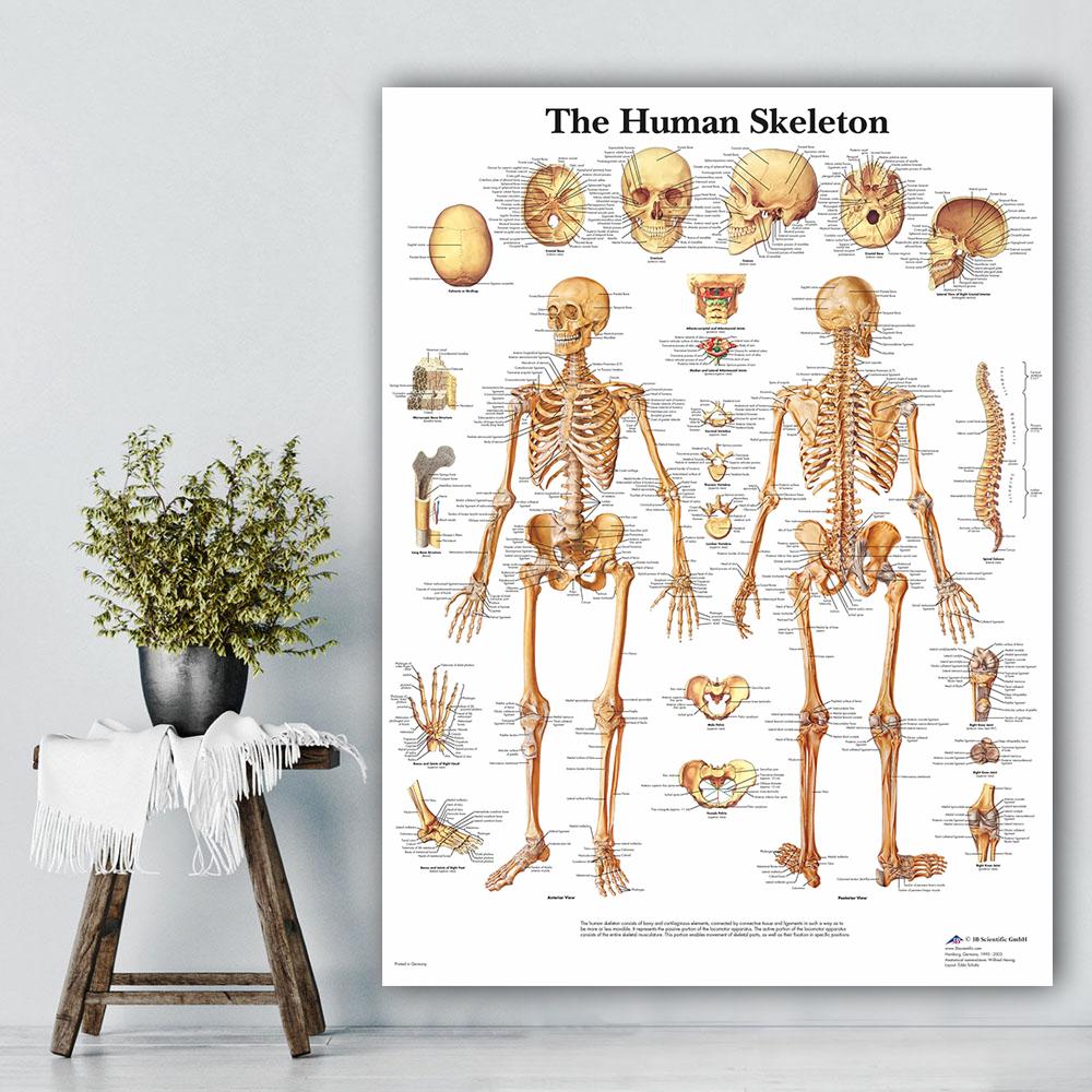 Svalový systém Plakáty Hedvábná tkanina Anatomická tabulka Lidské tělo Škola Lékařská věda Vzdělávací potřeby Domácí dekorace
