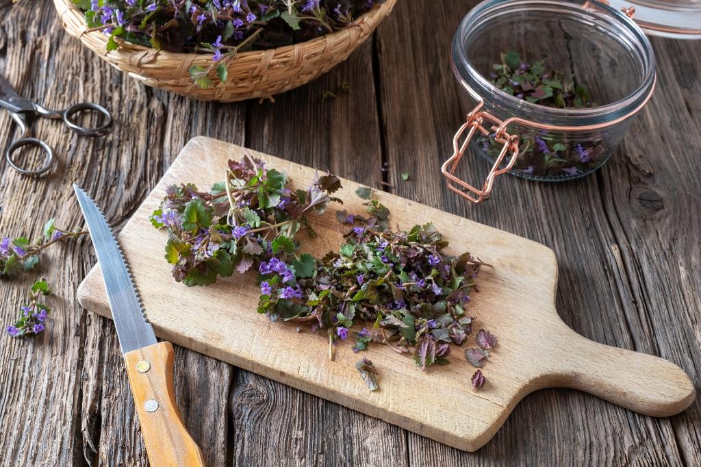 SAFLAX Garden in the Bag – Gemahlener Efeu – 75 Samen – Mit Substrat im passenden Standbeutel – Glechoma hederacea