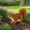 Outdoor Garden Stakes for Lawn Realistic Squirrel Stake, 2D Flat Acrylic Yard Art Weatherproof Decorative Cute Ornament Patio Pathway Decoration
