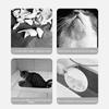 No-Drip Pet Automatic Water Dispenser Easy-Clean Pet Water Bowl Dog Hanging Water Dispenser  Cat