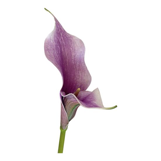 Künstliche Calla-Lilie Realistischer Falscher Blumenstiel Zuhause Büro Hochzeitsparty Innen Außen Kunstblüte Mittelstück Dekoration