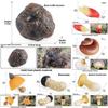 Replika rostliny Amanita Muscaria pro vzdělávací expozici, zahradní ozdoba s přírodní tematikou