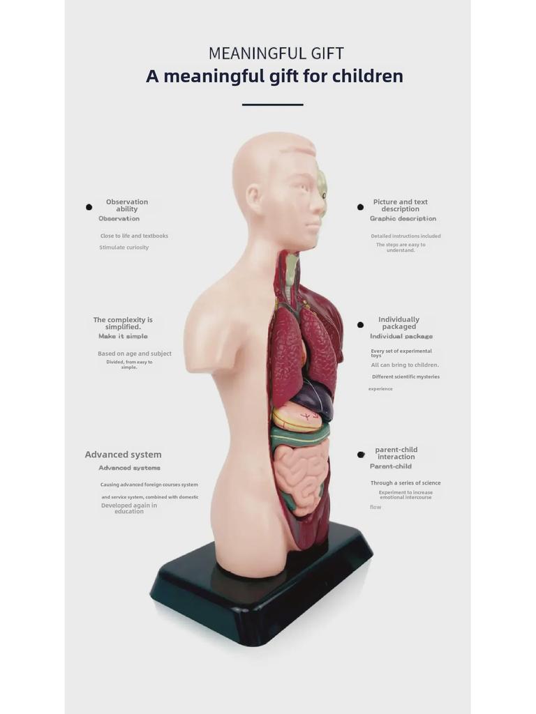 3D Detachable Human Organ Model for Kids - DIY Medical Simulation Toy