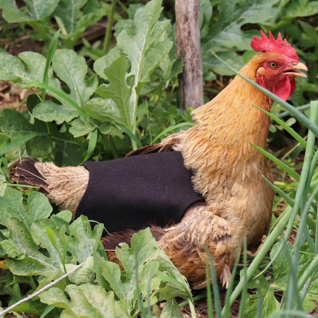 Single Strap Chicken Förkläde Sadel Standard Chicken Jackets Hen Förkläden