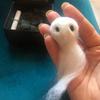 Cute Pocket Ghost Plush Toy, Adopt A Ghost Cute Halloween Pocket Ghost Plush Toy Felt Little Ghost Gift Box For Family Kids Gift