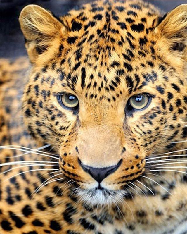 5D DIY Round / Square Diamond Painting Rhinoceros Animal Diamond Embroidery Cross Stitch Kit Cat Mosaic Picture Diamond Decoration Gift