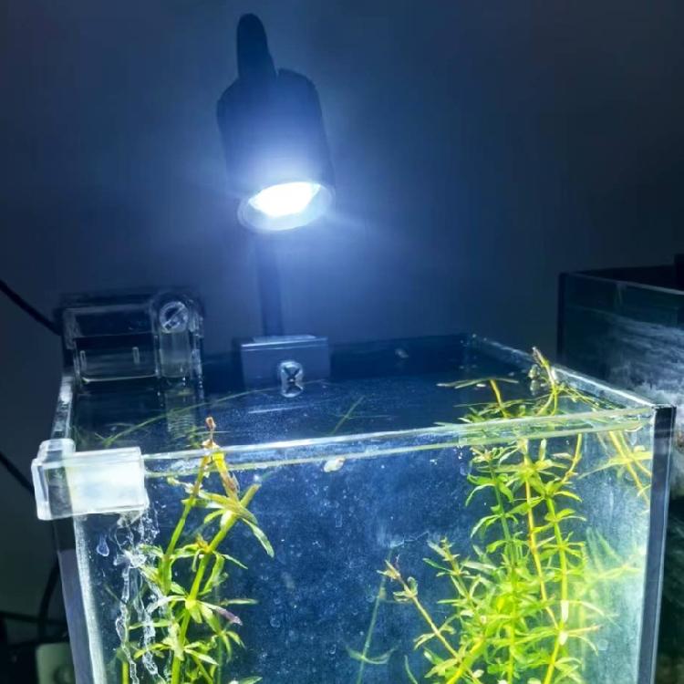 Aluminum Mixture Fish Container Clip Lamp Customizable Brightness Degrees Energy Saving LED Technology