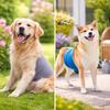 Breathable Dog Physiological Pants High Absorbing Leak-proof Pet Underwear Washable Comfortable Male Dog Diapers