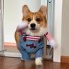 Lustiger Hund Horrorfilm Kleidung Sweatshirt Set Cosplay Chucky Haustier Party Kostüm Komische Outfits Halloween Kleid Jumpsuit