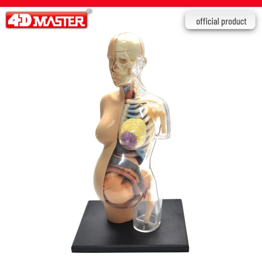 4D Knee Joint Ligament Anatomy Model for Medical Teaching