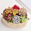 Creative Succulent Planter with Handle Multifunction Resin Flower Pot Corrosion-resistant Decorative Ornament
