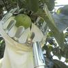 Metal Fruit Picker Orchard Gardening Apple Peach High Tree Picking Tool Fruit Catcher Collection Pouch Farm Garden Tools