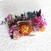 Dried Flowers Home Photography Props DIY Ornament Craft Specimen Accessories