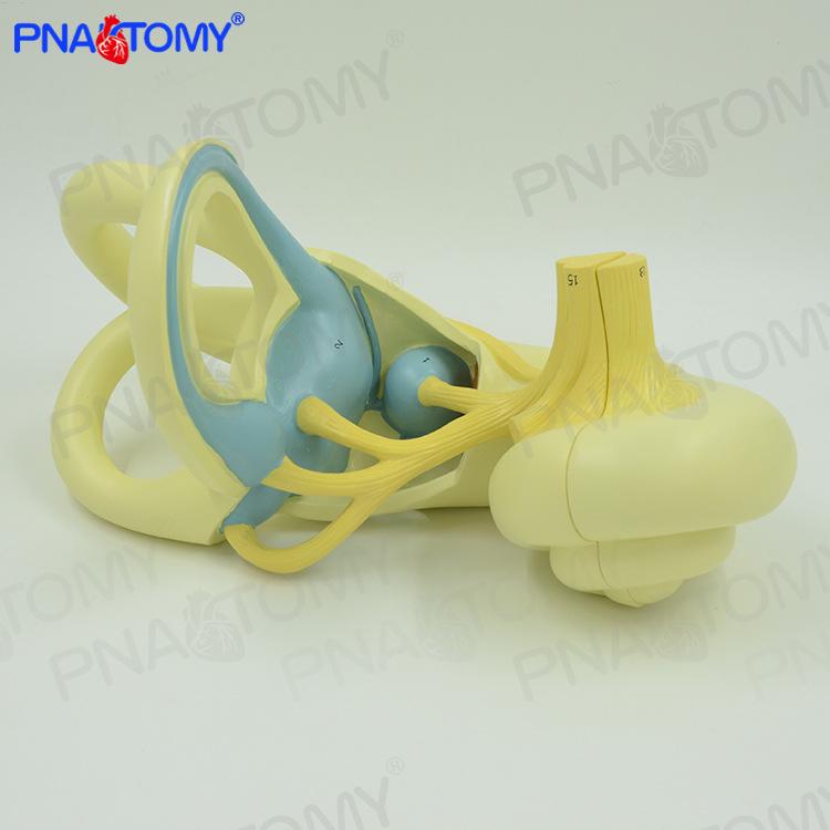 Anatomical Model of Human Ear Structure: Ossicles, Tympanic Membrane, Inner Ear, Cochlear Nerve for Auditory System Study 25x30x10 cm