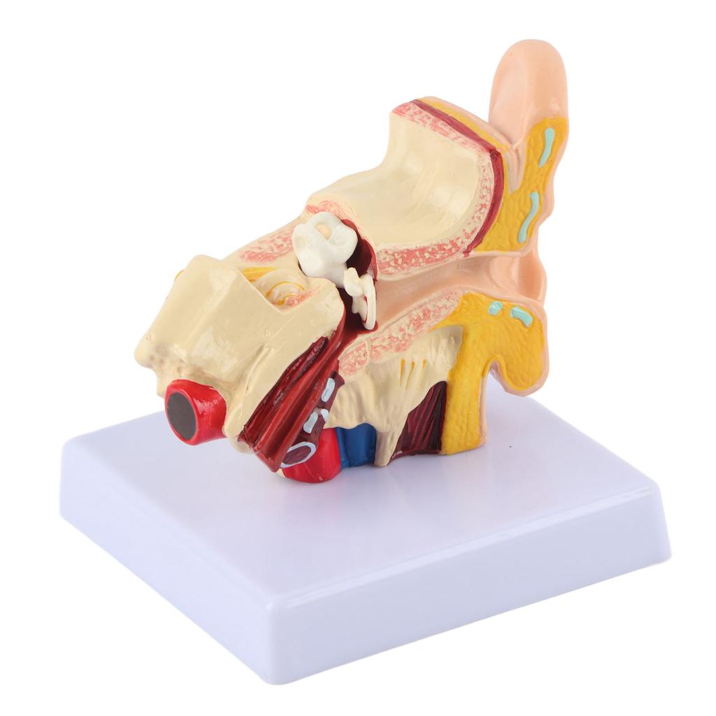 Anatomia Modelului de Ureche 1.5:1 Model Anatomic Uman Mic Mărit, Profesional, Științific, de Simulare