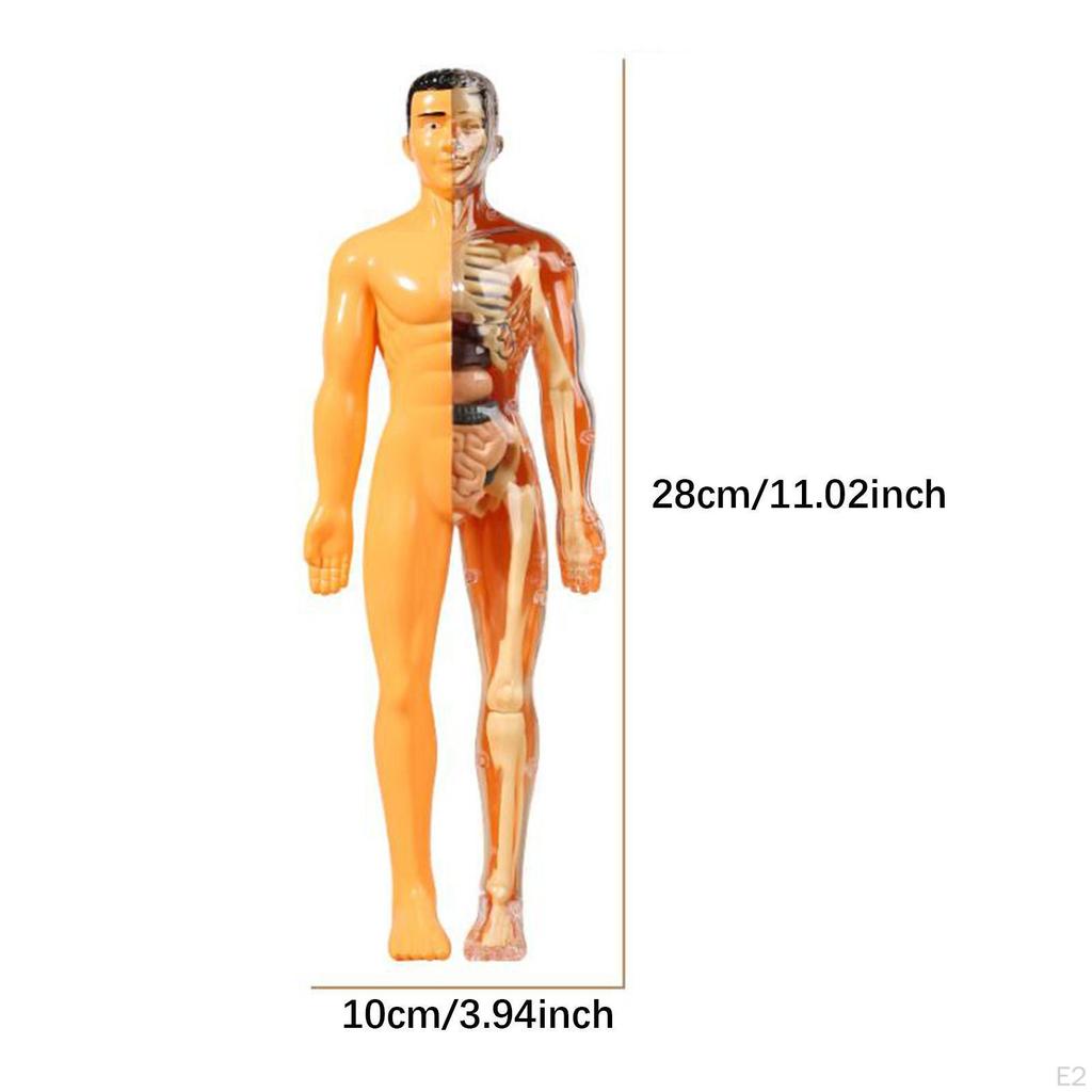 Biology Learning Aid Human Body Model with Organ Components for Children