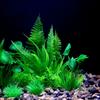 Künstliche Unterwasser-Pflanzen aus Kunststoff für Aquarien, Aquarien, gefälschte Sträucher, grünes Wasser, Gras, Betrachtungssimulation, Dekoration
