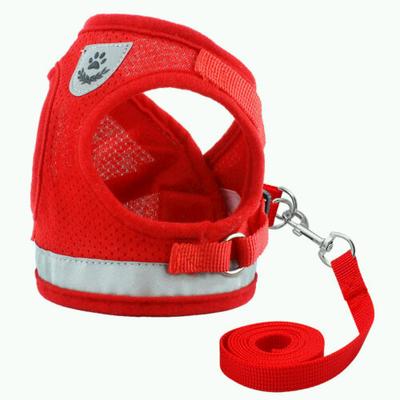 Perros – Collares y correas