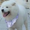 Bandana/sciarpa per cani di taglia media e grande, adatta a Golden Retriever, Samoiedo, Border Collie e Alaskan Dog.