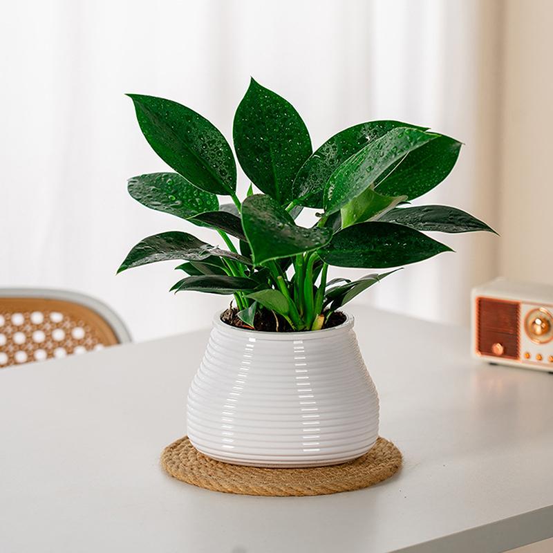 Tembel Saksı Otomatik Su Emici Saksı Çift Katmanlı Plastik Kendinden Sulamalı Saksı Ofis Hidroponik Saksı