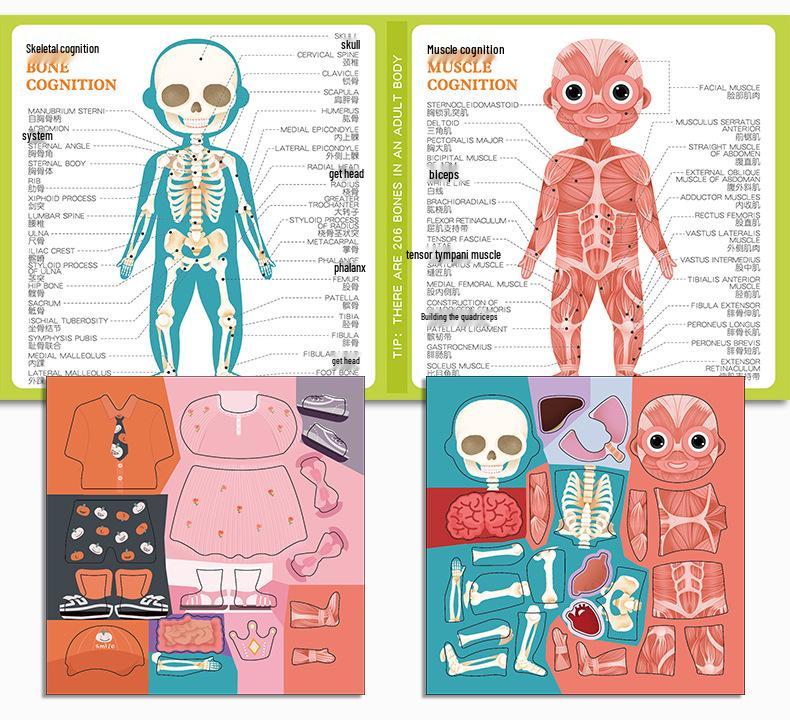 Magnetic Human Body Learning Book: Skeleton & Organs for Kids