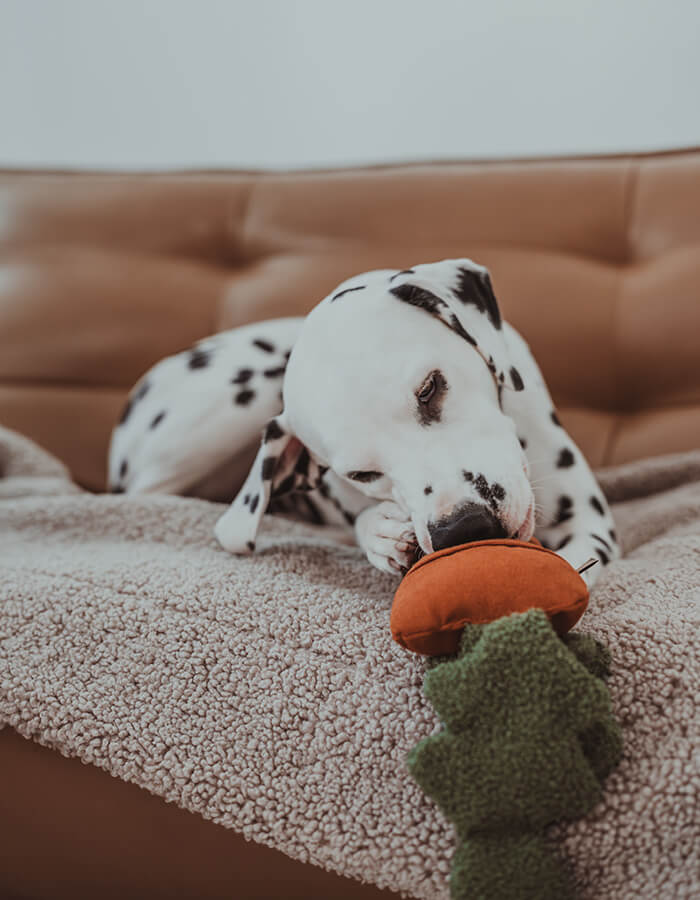 Carrot Sniffing/Activation Toy For Dogs