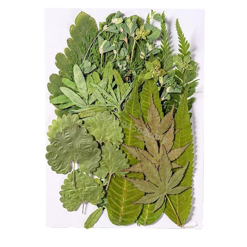 35Pcs Dried Leaves For Bookmarks Jewelry Making Natural Pressed Dried Leaves Plant for Handmade Art Craft 6XDE