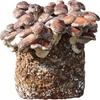Miceliu Shiitake Pălărie de ploaie comestibilă Substrat