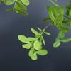 Artificial Plant Locust Tree Leaf Branch 100cm/39.3in Fresh Pastoral Style Home Decoration Living Room Table Decoration