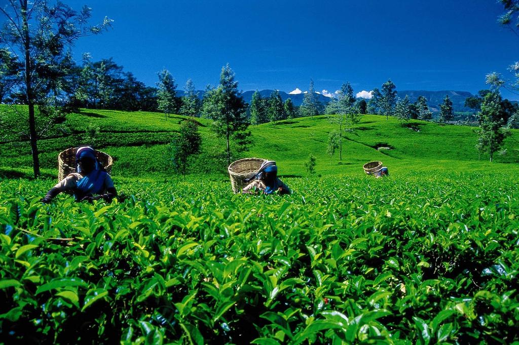 Dilmah Uda Watte (Tea Bags) 40g