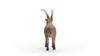 Schleich Дикая природа Козерог 14873