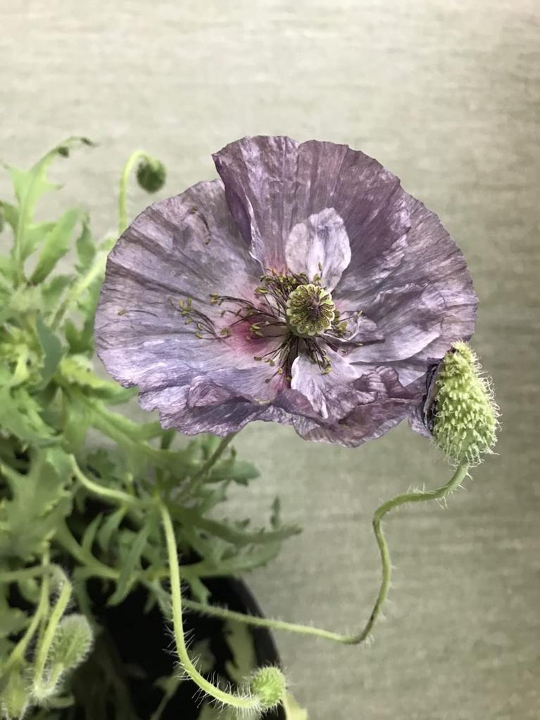 Fukukaen Seeds Shirley Poppy "Amazing Gray" Seeds, 0.5ml