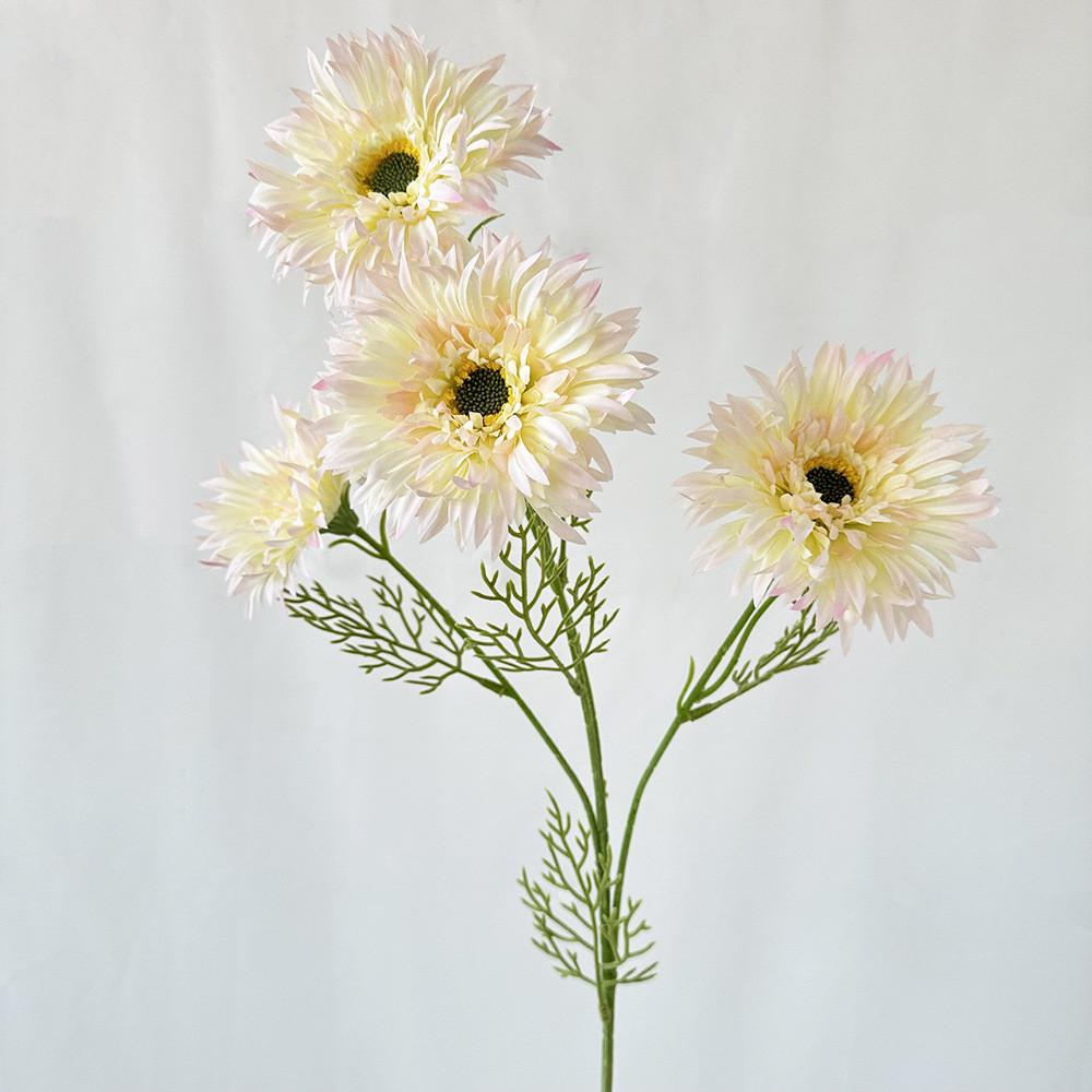 African Gerbera Jamesonii Bolus Wedding Decor For Home And Event Use