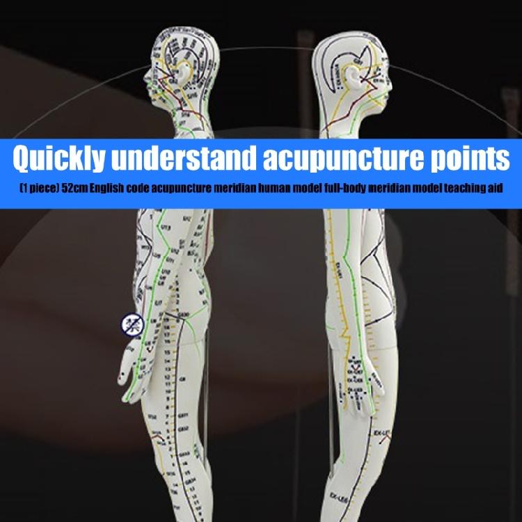 Model Uman pentru Practică de Acupunctură cu Puncte de Acupunctură și Meridiane Punct Model Masculin de Acupunctură Model Feminin de Acupunctură
