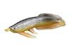 BANDAI Bikkura Tamago Dotene Bath Fishing Bomb ~Produced by Fischer's~ More Fish Gathering BOX (8 pieces) Recommended age: 3 years and up