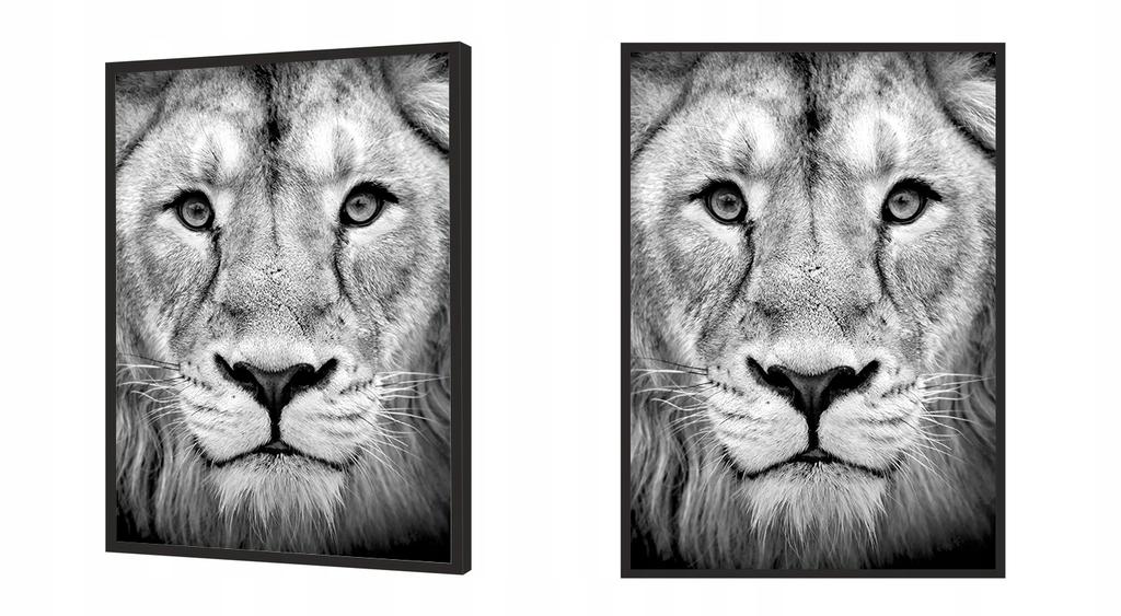 Picture Poster In a Frame 43x33 Cm Lion P1232