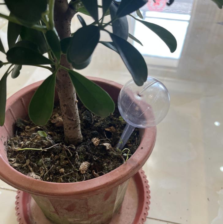 Automatyczna kula do podlewania roślin ogrodowych