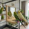 Anti-slip Wood Bird Training Stand Birds Grinding Perch Holder  Bird Cage Accessories