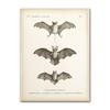 Vintage Fledermaus Insekt Druck Halloween Wandkunst Ölgemälde Antike Biene Tier Poster Wohnzimmer Dekoration Wandbild