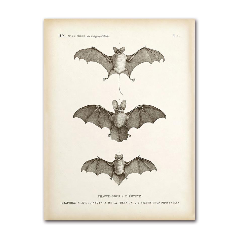 Vintage Fledermaus Insekt Druck Halloween Wandkunst Ölgemälde Antike Biene Tier Poster Wohnzimmer Dekoration Wandbild