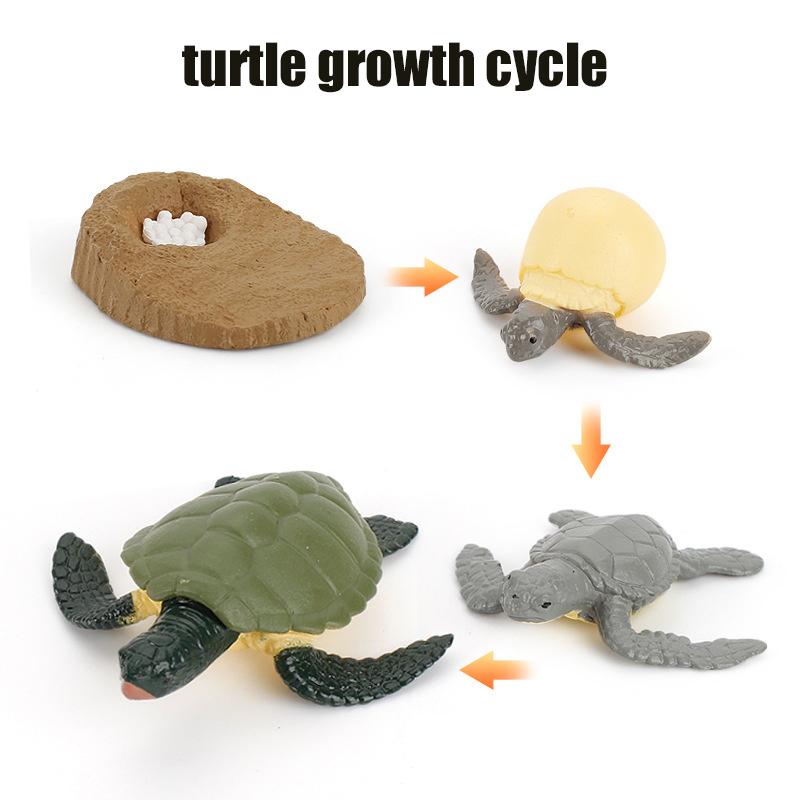 Life Animal Cycle Board Children Toys Montessori Teaching Aids Plant Animal Growth Cycle Model Set Preschool Cognitive Toys