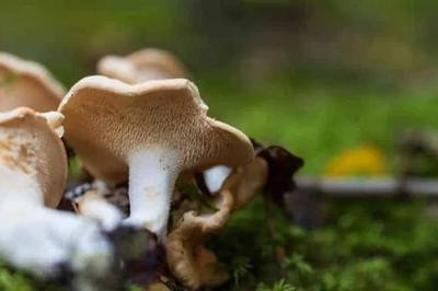 Sheep's Foot Mycelium - Mushroom Growing Kit